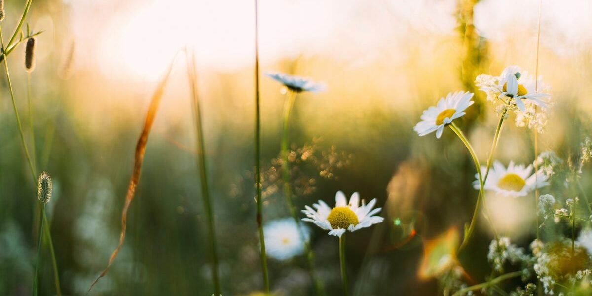 Spring into Clean: Transforming Your Business Space with Expert Spring Cleaning Services Spring into Clean: Transforming Your Business Space with Expert Spring Cleaning Services