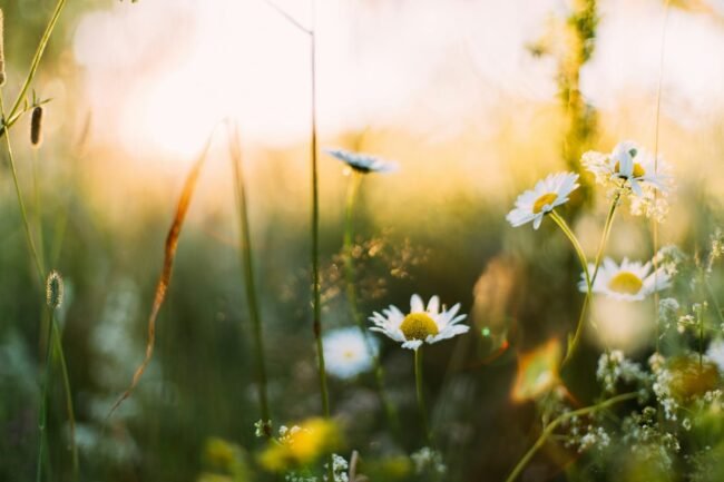Spring into Clean: Transforming Your Business Space with Expert Spring Cleaning Services
