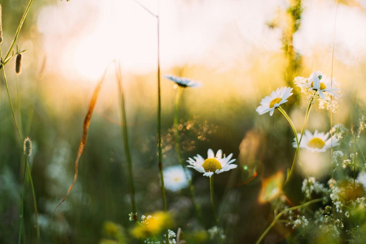 Spring into Clean: Transforming Your Business Space with Expert Spring Cleaning Services Spring into Clean: Transforming Your Business Space with Expert Spring Cleaning Services
